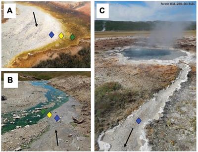 Characterization of microbiomic and geochemical compositions across the photosynthetic fringe